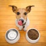 Dog’s Daily Calorie