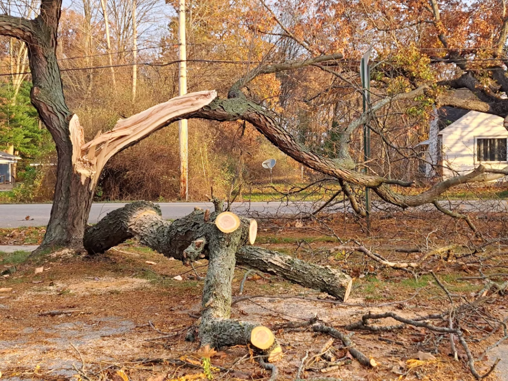 Fallen tree in a yard after a storm, with professionals providing emergency tree service.