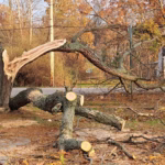 Fallen tree in a yard after a storm, with professionals providing emergency tree service.