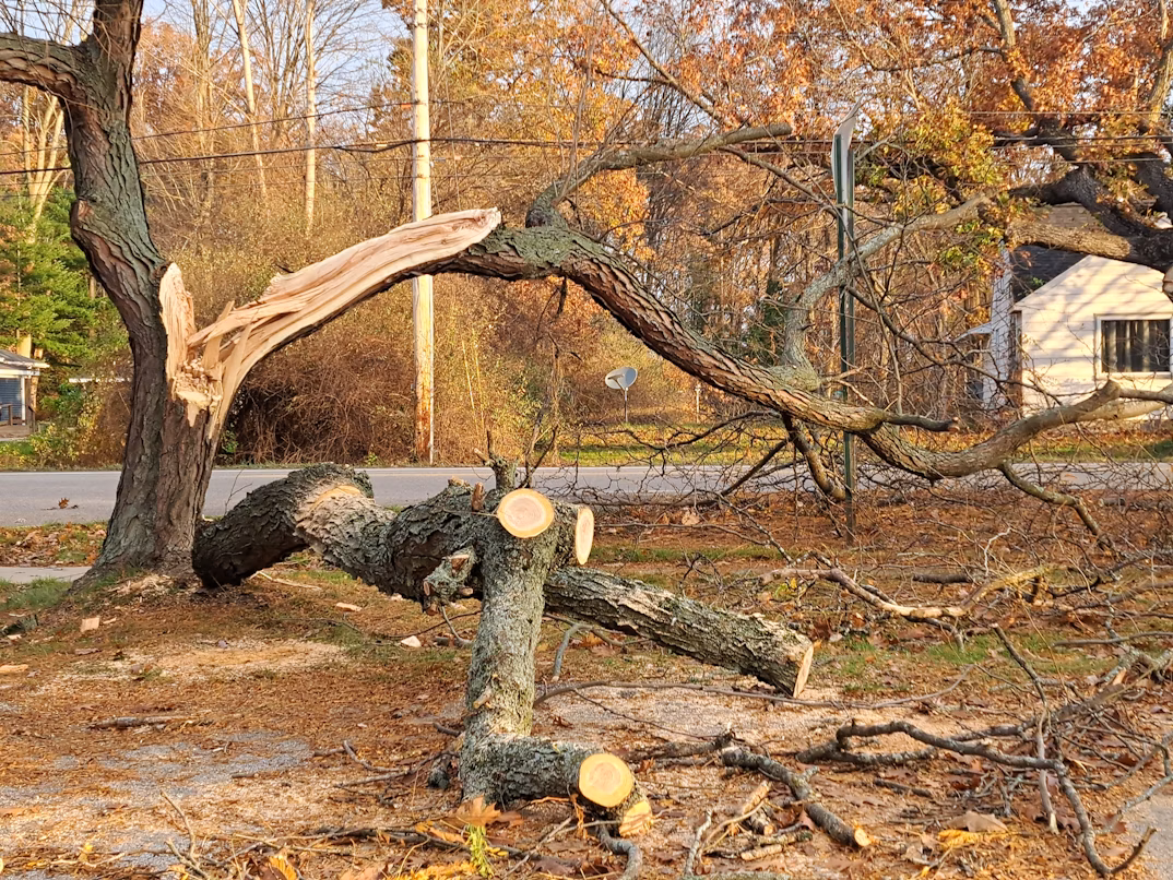 Fallen tree in a yard after a storm, with professionals providing emergency tree service.