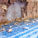 Termite Damage