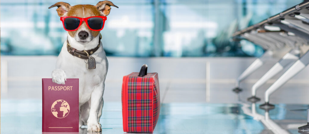 US Residents Transporting Pets to the UAE