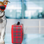 US Residents Transporting Pets to the UAE