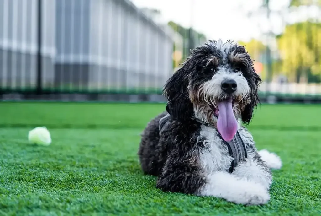 What to Know Before Adopting Bernedoodle – Health, Size & Lifestyle Fit