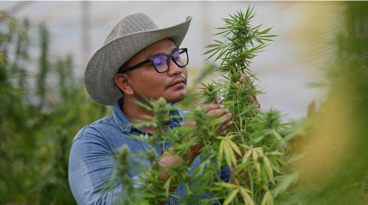 Navigating the World of Cannabis: Tips for Picking a Dispensary