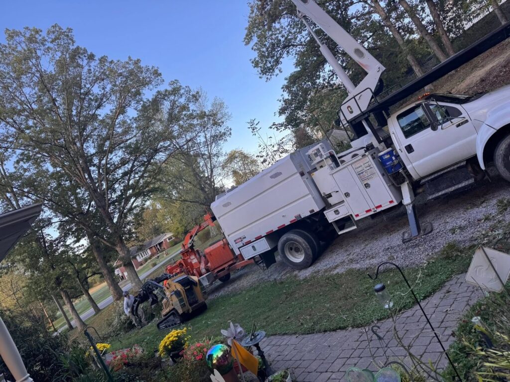 Right Tree Service for Removal