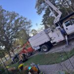 Right Tree Service for Removal