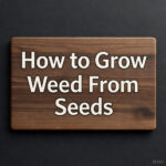 How to Grow Weed From Seeds