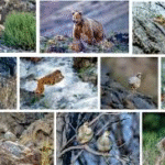 wildlife