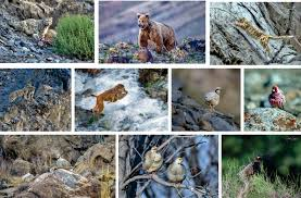 wildlife
