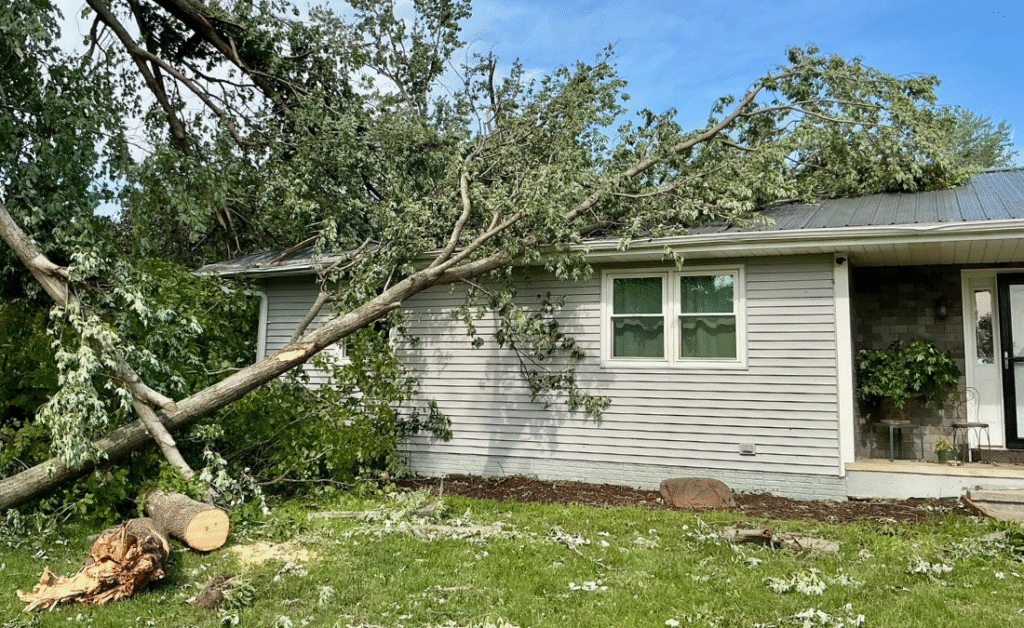 Fallen Trees With Professional Help