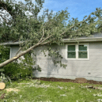 Fallen Trees With Professional Help