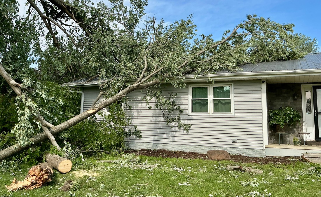 Fallen Trees With Professional Help