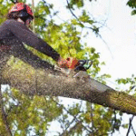 tree removal