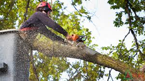 tree removal