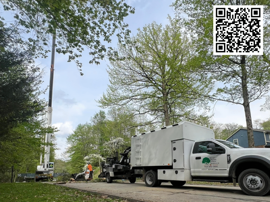 Local Arborists Share Fall Tree Inspection Essentials for Plum Residents