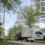 Local Arborists Share Fall Tree Inspection Essentials for Plum Residents