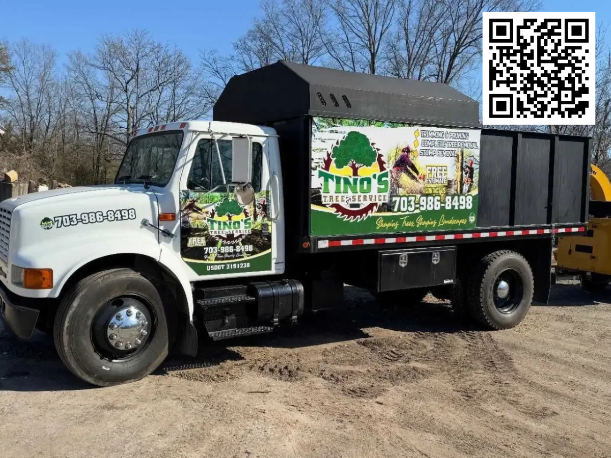 Tree Safety and Permit Guidelines in Woodbridge, VA