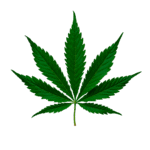 Swapping Alcohol for Cannabis