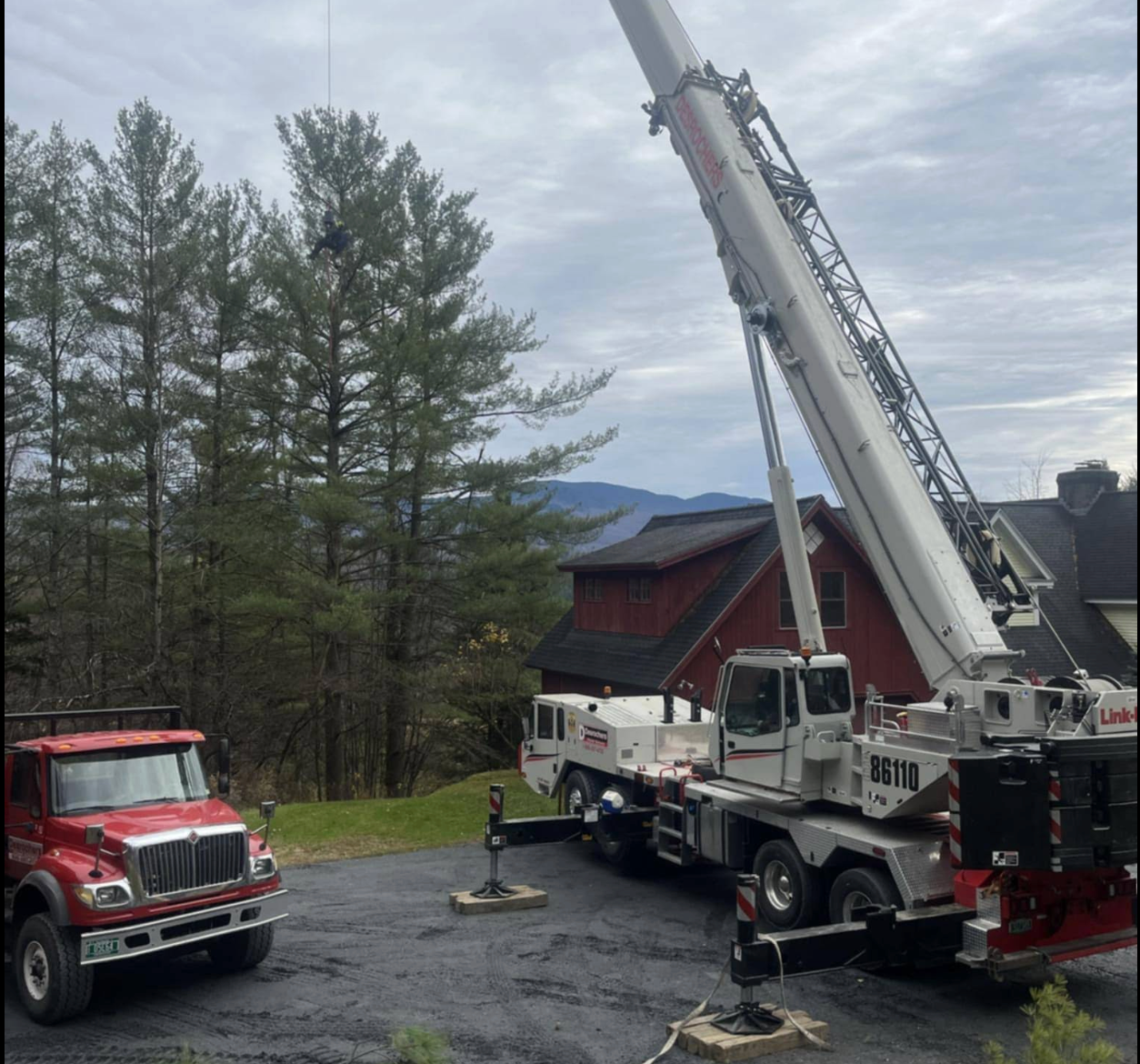 Tree Removal in Burlington