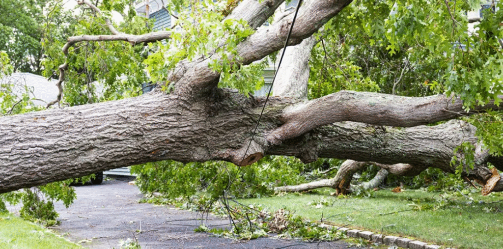 Dealing with Fallen or Hazardous Trees
