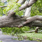 Dealing with Fallen or Hazardous Trees