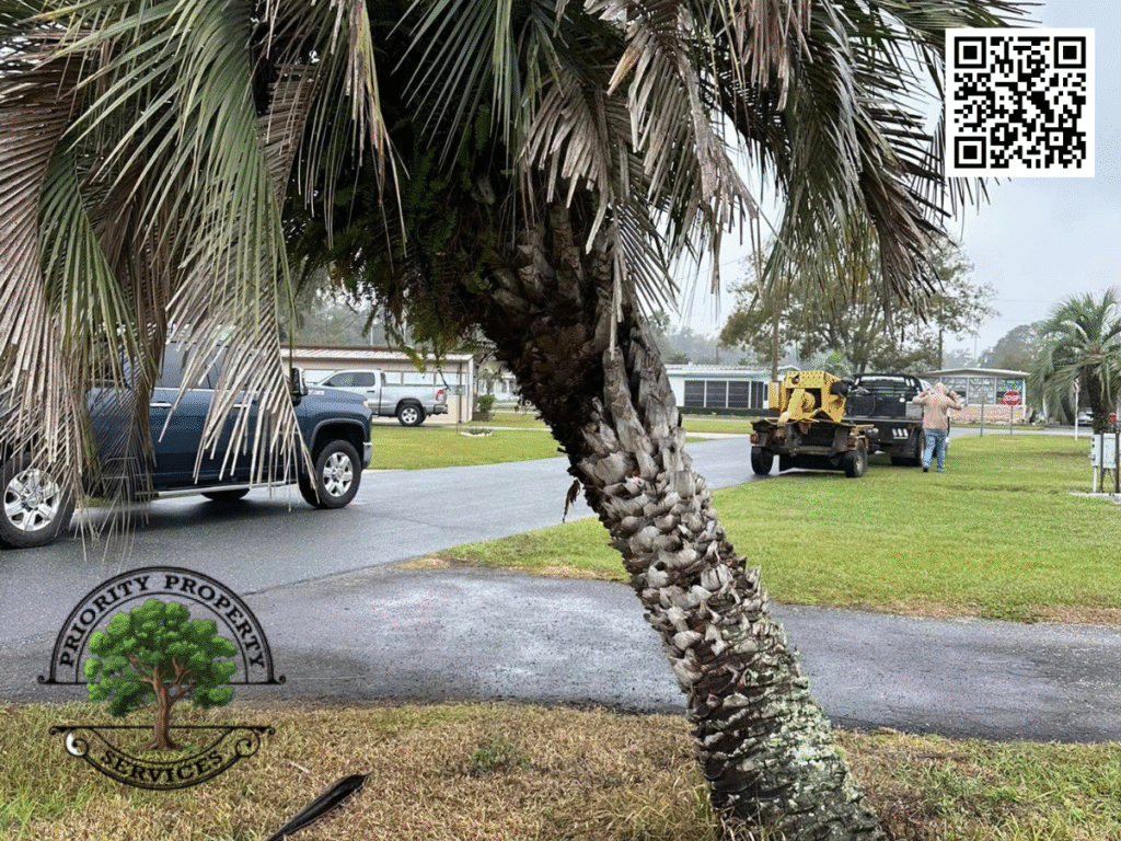 How Much Does Tree Removal Cost in Florida for Palm Trees and Large Canopy Trees?