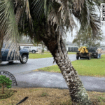 How Much Does Tree Removal Cost in Florida for Palm Trees and Large Canopy Trees?