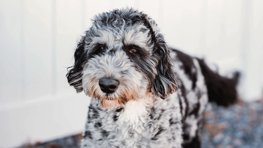 Bernedoodle – Health, Size & Lifestyle Fit