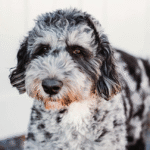 Bernedoodle – Health, Size & Lifestyle Fit