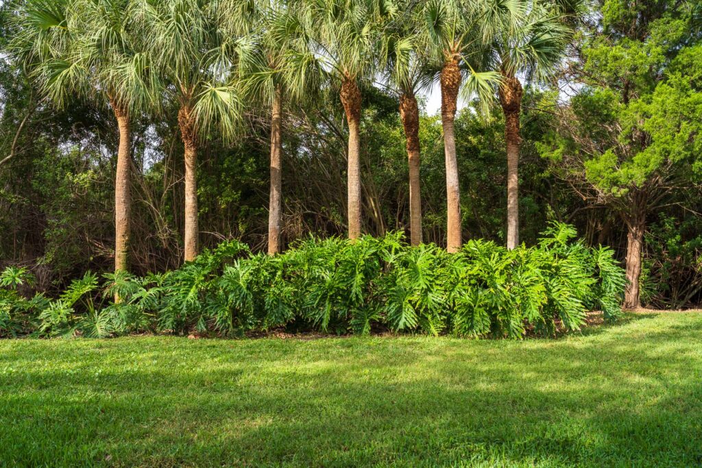 How Much Does Tree Removal Cost in Florida for Palm Trees and Large Canopy Trees?