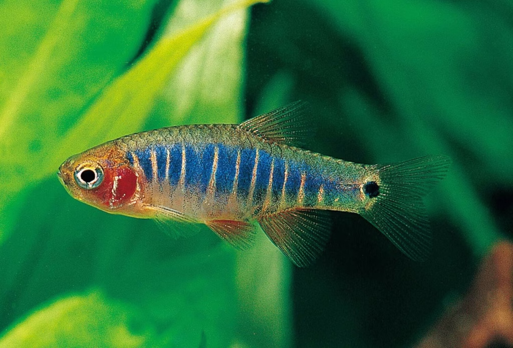 Emerald Rasbora