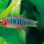 Emerald Rasbora