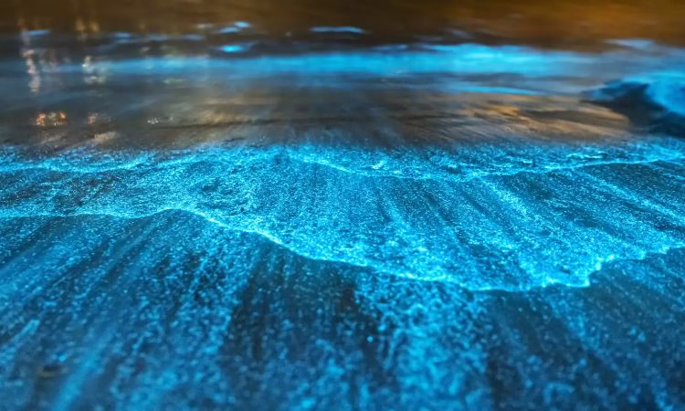 Bioluminescent Beaches