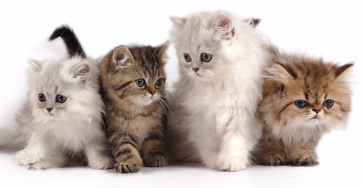 Kitten Sale Offers