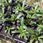 What Are The Origins of C.iulioneros?