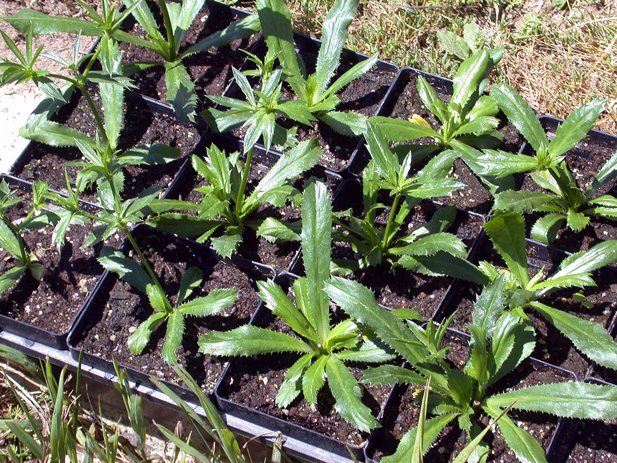 What Are The Origins of C.iulioneros?