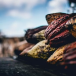 how long will we continue to take cocoa