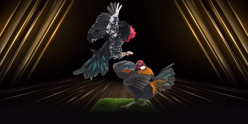 Vmax online cockfighting
