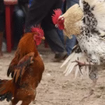 S666 Cockfighting