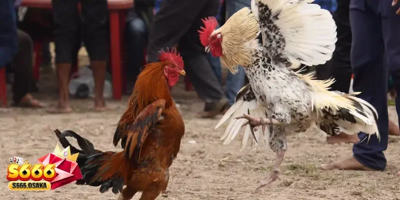 S666 Cockfighting