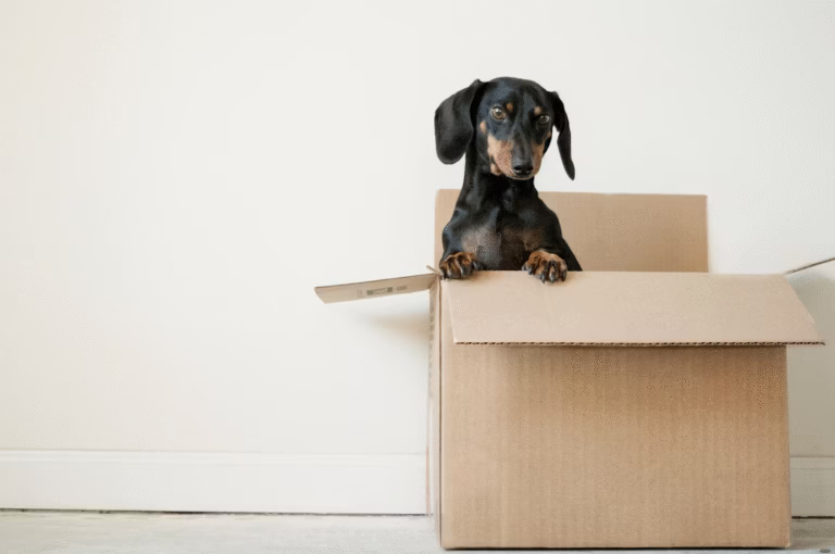 A Real-Life and People-Friendly Guide to relocating and transportation of your possessions