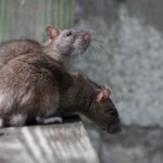 Why Rodent Control Oakville Is Crucial for Protecting Food Storage and Household Hygiene