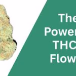 TCHA Flower Meaning, Origin, and Cultural Significance