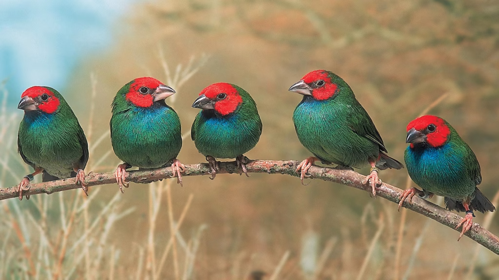 Rala for Birds: The Ultimate Natural Supplement for Improved Feather Quality and Brightness