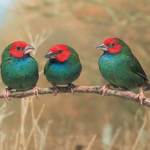 Rala for Birds: The Ultimate Natural Supplement for Improved Feather Quality and Brightness