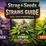 Strng Seeds Strains Guide