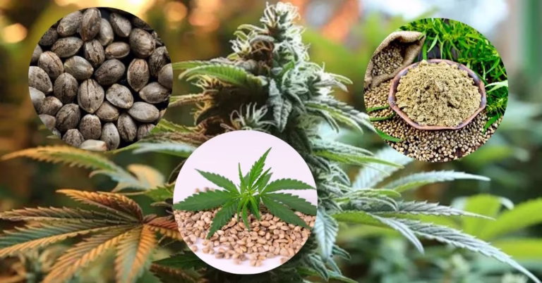 Smoke Weed Seeds