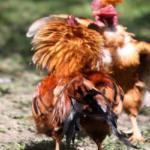 Xem Trực Tuyến Đá Gà