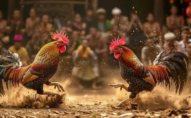 Sunwin Cockfighting